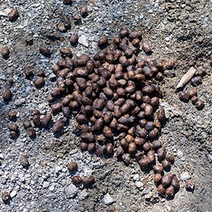 Moose scat in a pile on the ground.