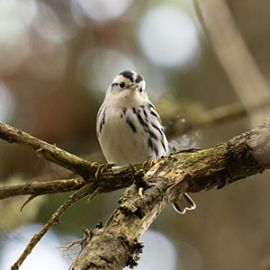 Black and White Warbler sits on a branch.