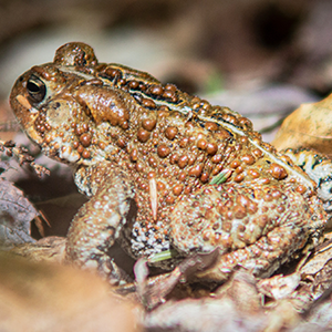 A brown warty toad looks to the left and sits on leaf litter on the forest floor.