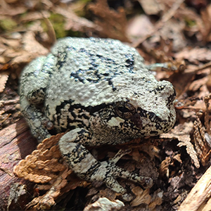 A small gray tree frog on resting on top of leaf matter on the forest floor.