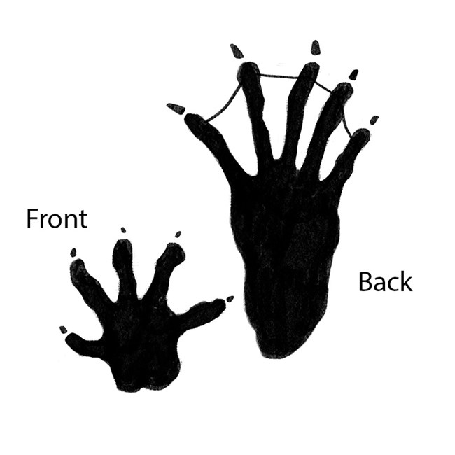 A diagram showing beaver tracks.