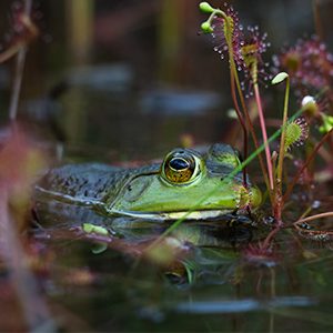 A bullfrog in a pond with its back and head out of the water. Sundew plants surround it.