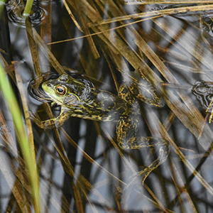 A mink frog in a pond. The frog is dark green with dark brown mottled patterning on its back. It looks to the left where there is grass emerging from the pond.