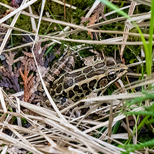 A pickerel frog resting on a layer of grassy vegetation.