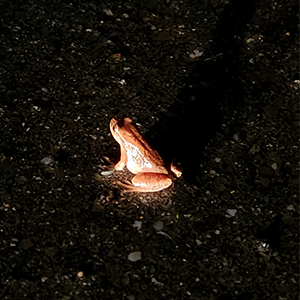 A small frog on a rainy dark night. The frog is about 1 inch long, tan, and looking to the left.