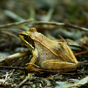 A small wood frog (light tan with black mask like marking around its eyes).