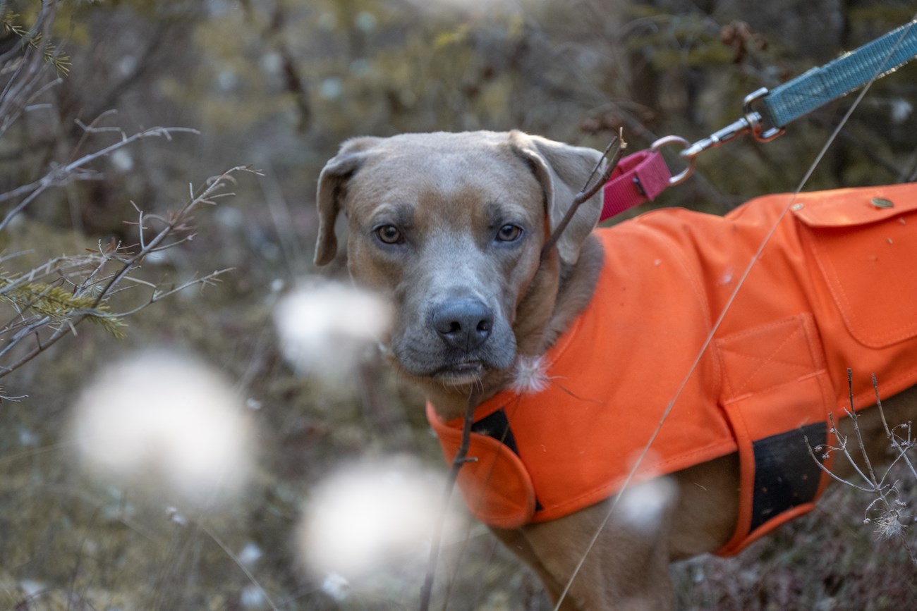 A brown dog in an orange vest stands in cotton grass.