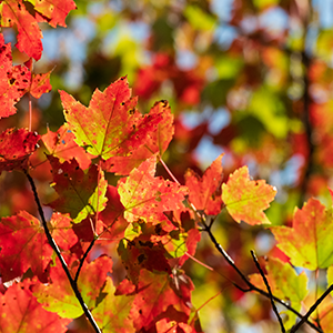 Red and yellow fall foliage on a maple tree.