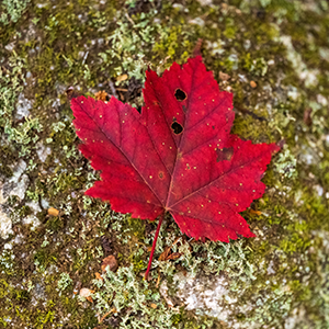 A red maple leaf sits on a mossy rock background.