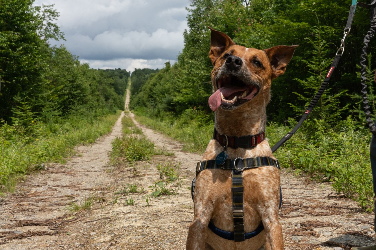 A tan and white dog with its tongue out sits on a path, with the old logging road fading into the distance
