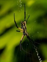 A black spider with yellow legs and belly on a web