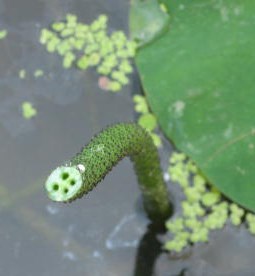 cut stem of lotus showing sap bubbling up as air moves between roots and leaf