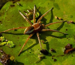 A spider is on a green lily pad