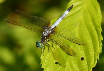 A blue and white big with large wings