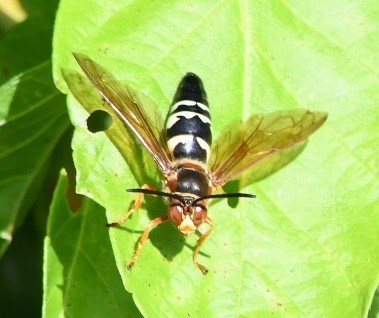 A black and white striped wasp on a leaf