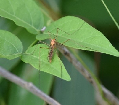 An orange bug with long legs on a leaf