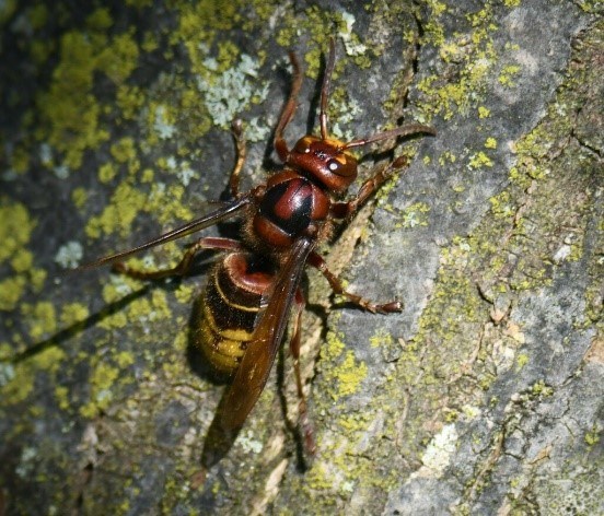 A brown hornet on a rock