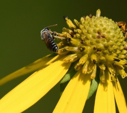 A small bee over a flower