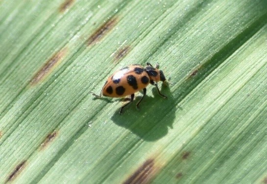 A spotted pink lady beetle is the favorite bug of many visitors!