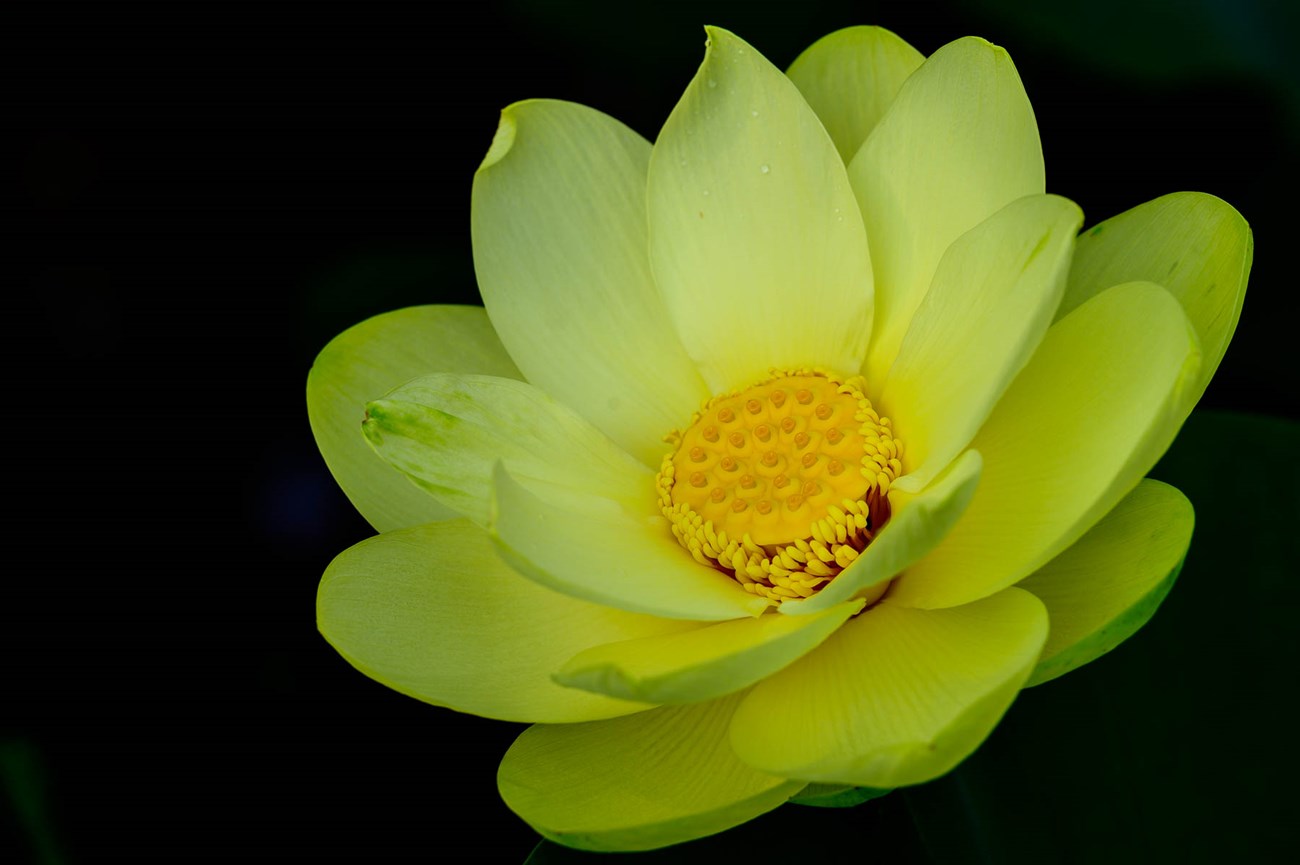 Yellow American Lotus