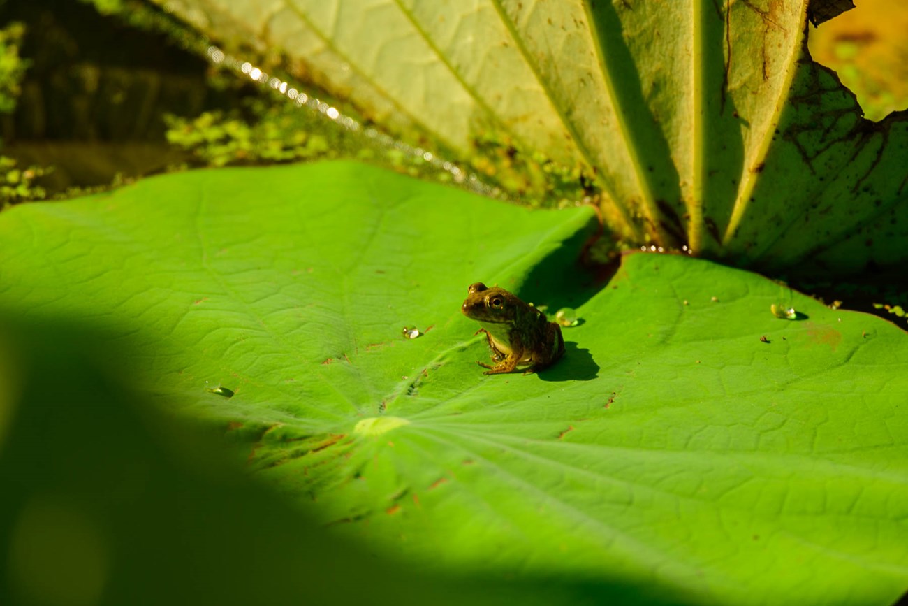 Little Frog on a lily pad