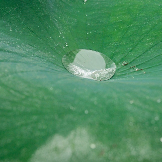 water in a lotus leaf