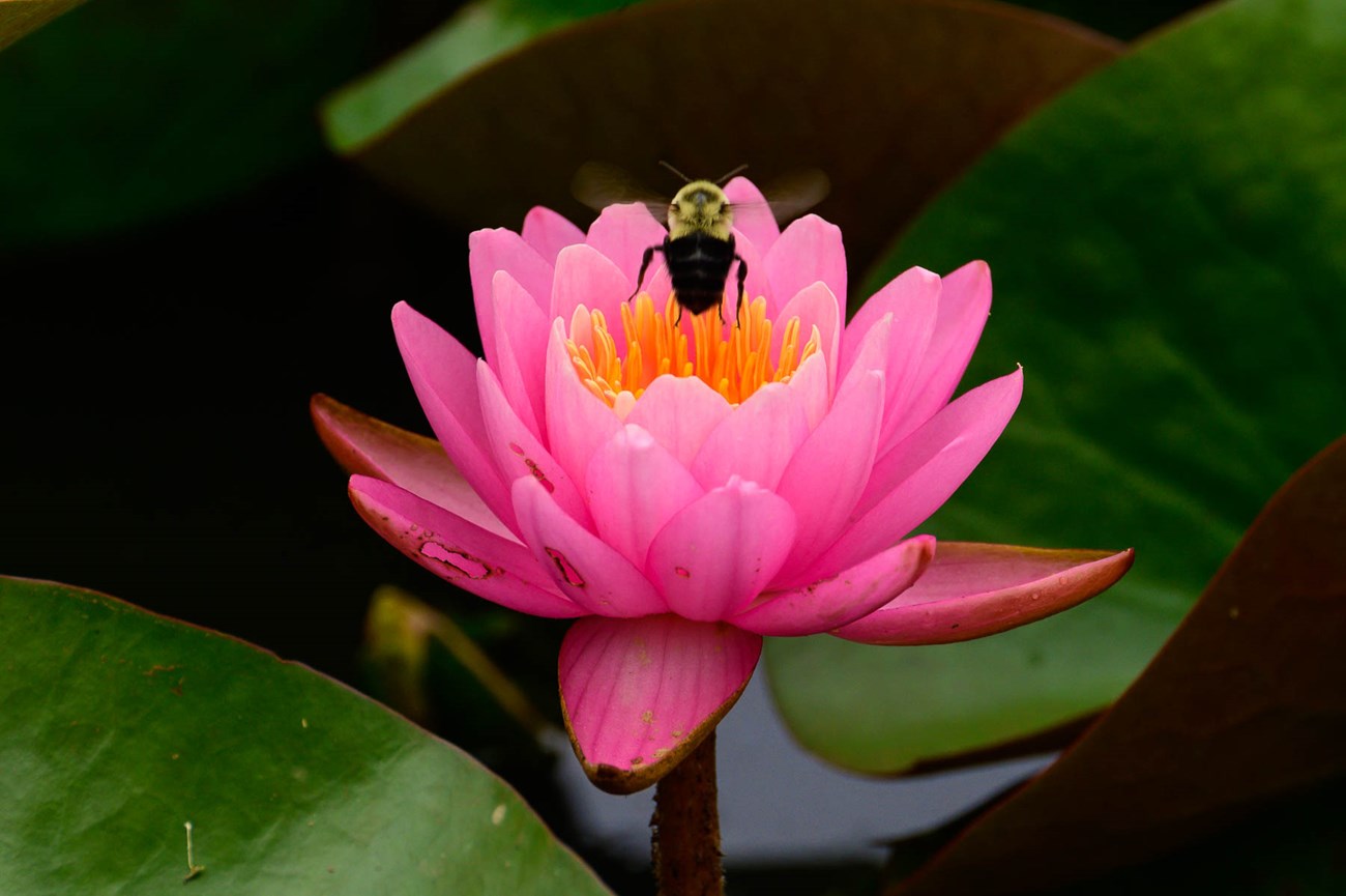 Pink water lily with bee
