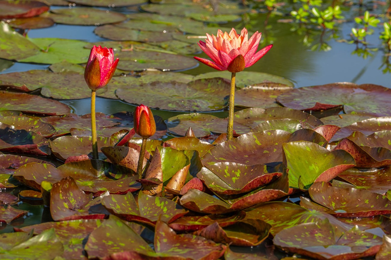 red and orange water lily