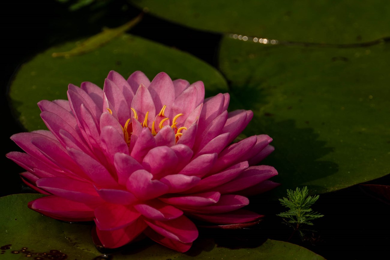 Malikan water lily