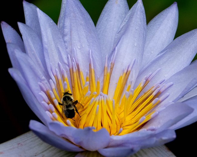 Blue water lily with bee