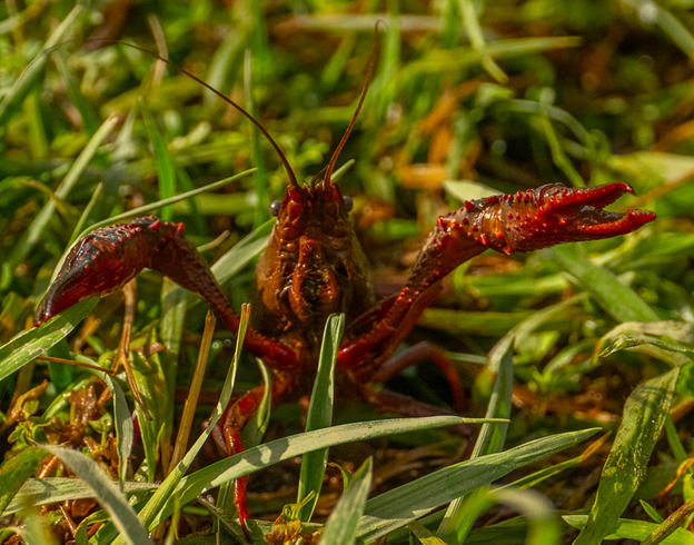 Crayfish
