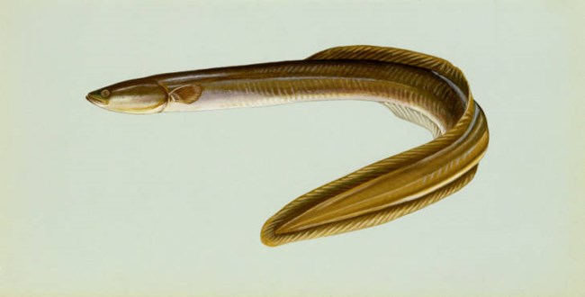 American Eel drawing of a long snake-like fish with a white background.