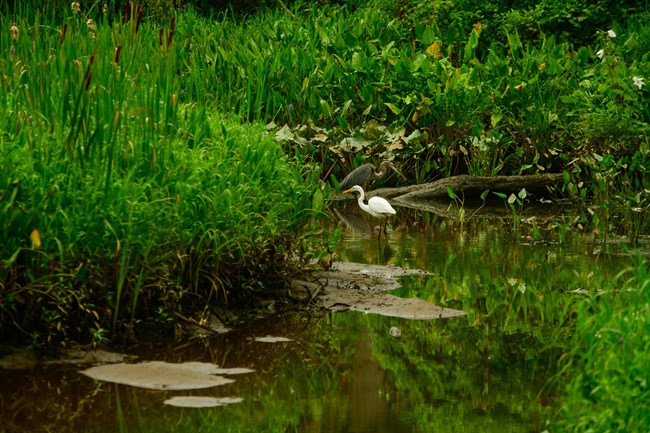 An Egret and Blue Heron in the marsh