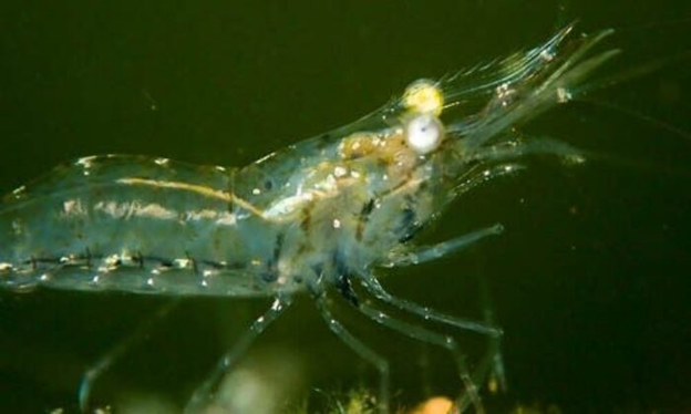 Grass Shrimp