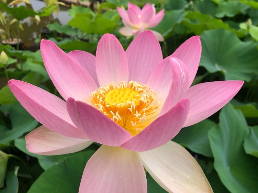 Manchurian lotus