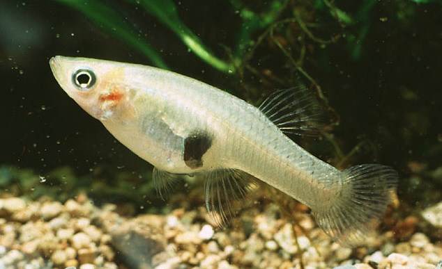 A mosquitofish is shown with a white background.