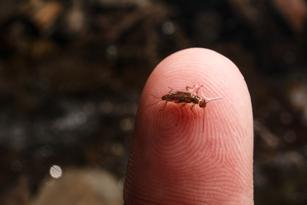 stonefly on a finger