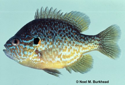 Pumpkinseed fish shown with spots on its back.