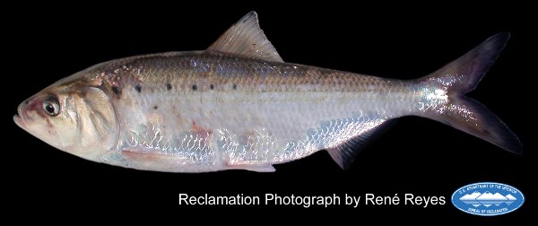 American Shad fish is shown with a white background