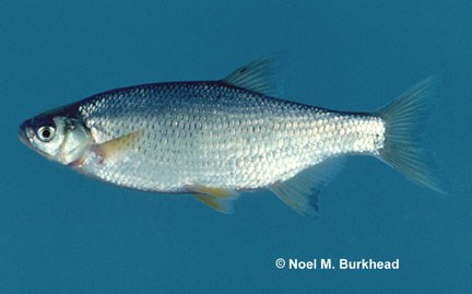 A silver fish is shown with an upturned mouth.