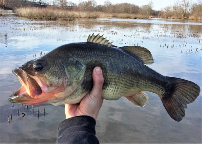 A large fish is held by someone with a lake in the background.