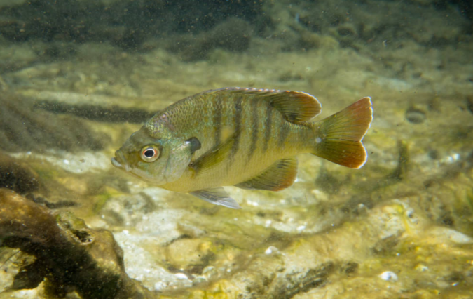 A striped fish is shown with a white background