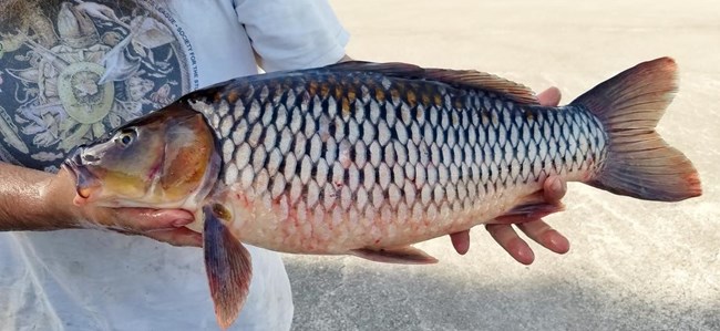 A common carp fish is shown with a white background