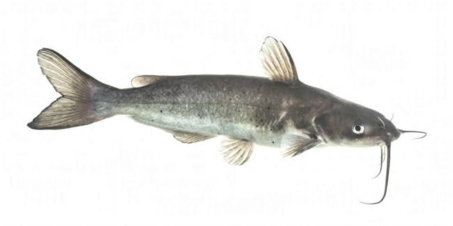 A long fish with whiskers is shown with a white background