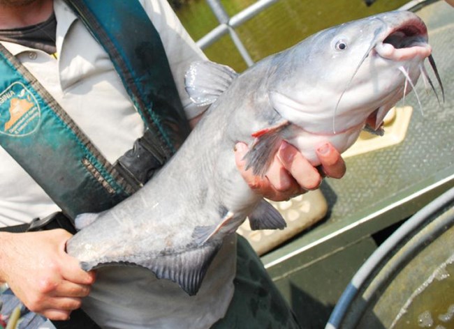 A large blue/grey fish is being held