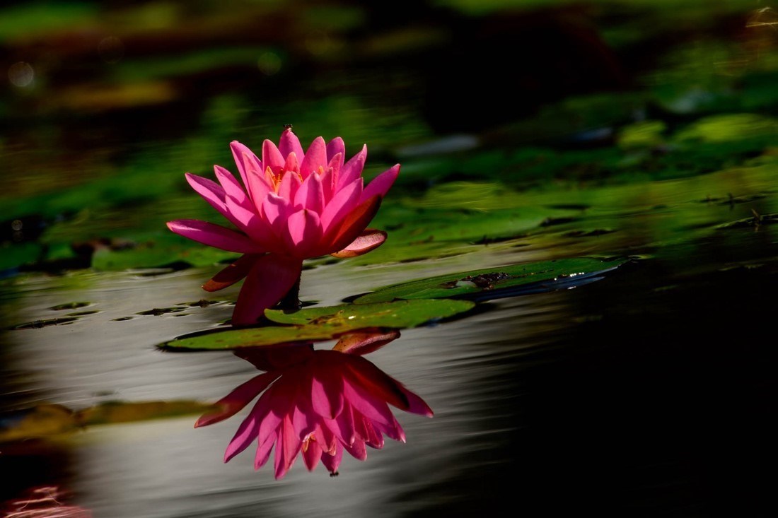dark pink lily