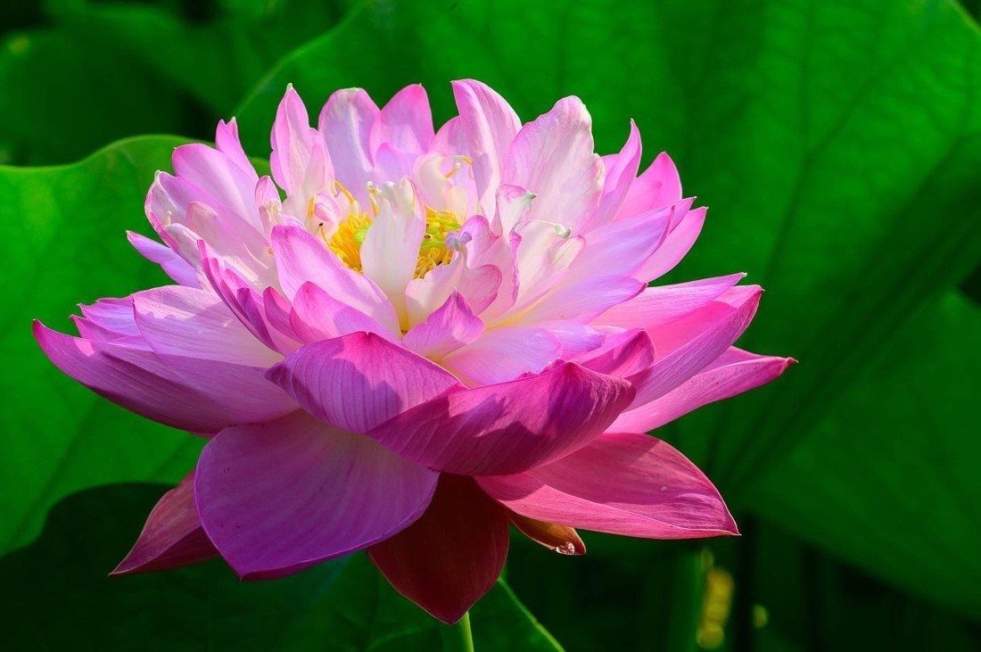 double china rose lotus