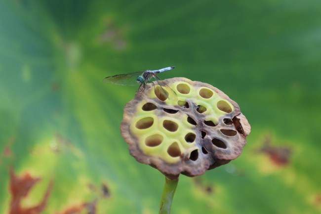 A small dragonfly is on a large green lotus leaf