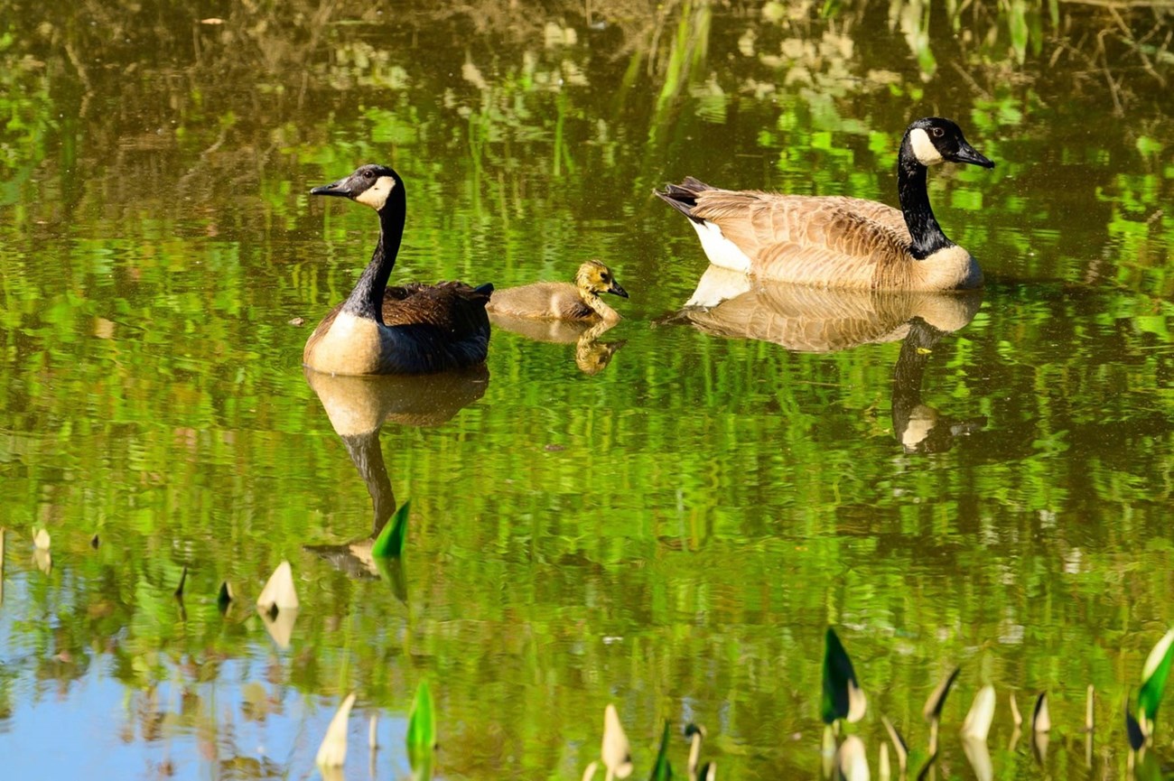 Canada Geese with baby