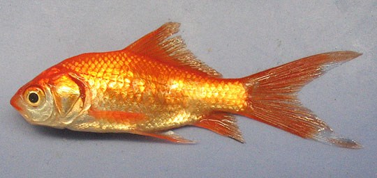 A orange/gold fish is shown with a white background.